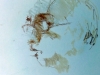 gross_edith_portrait_13